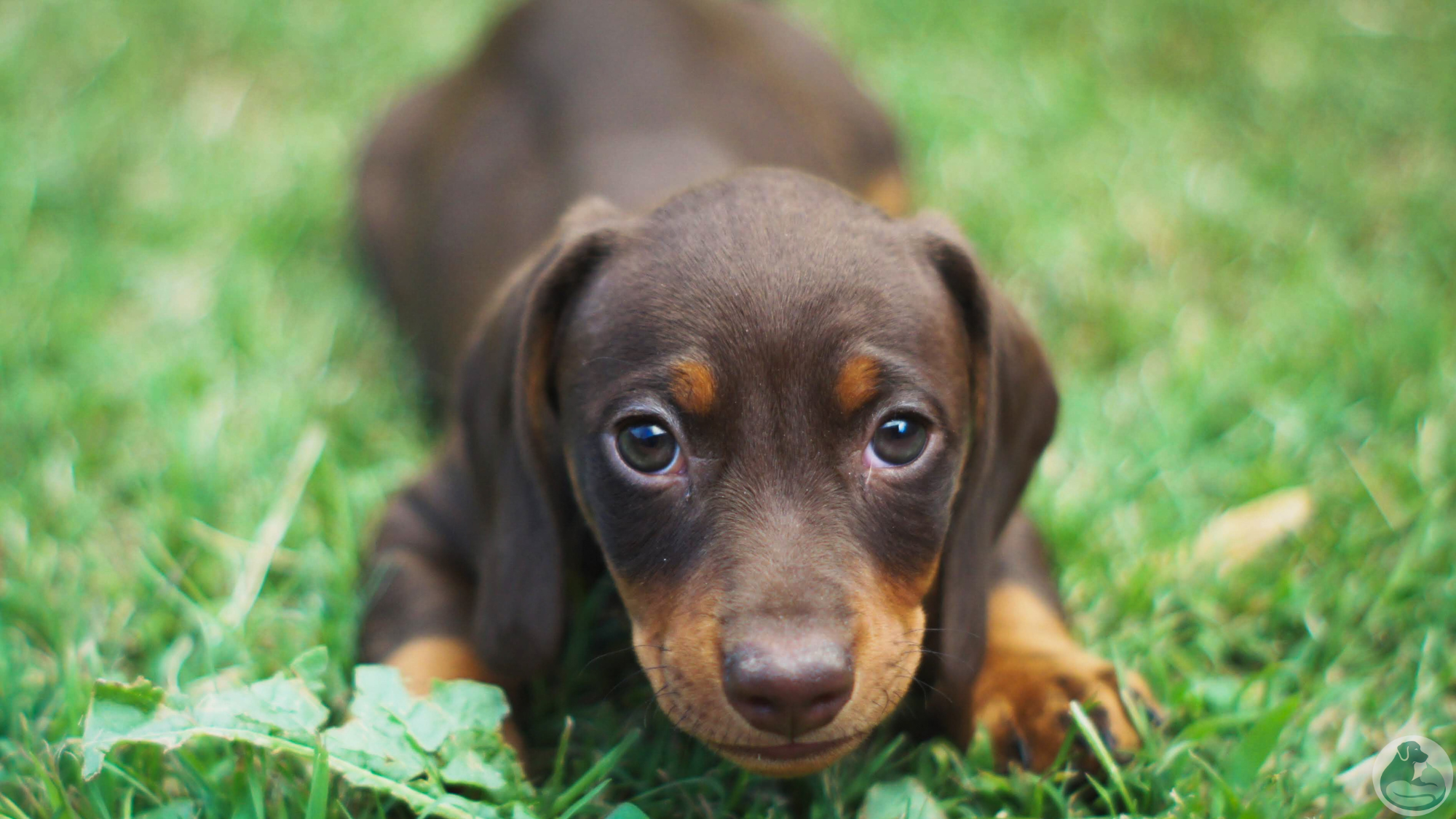 The Health Benefits of Regular Dog Walking in Parker